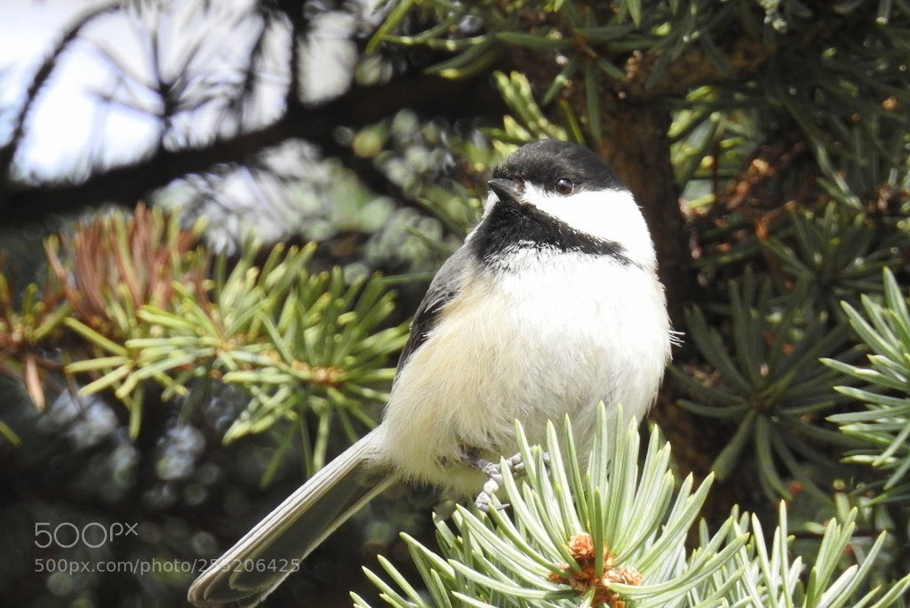 Nikon Coolpix P900 sample photo. Black-capped chickadee photography