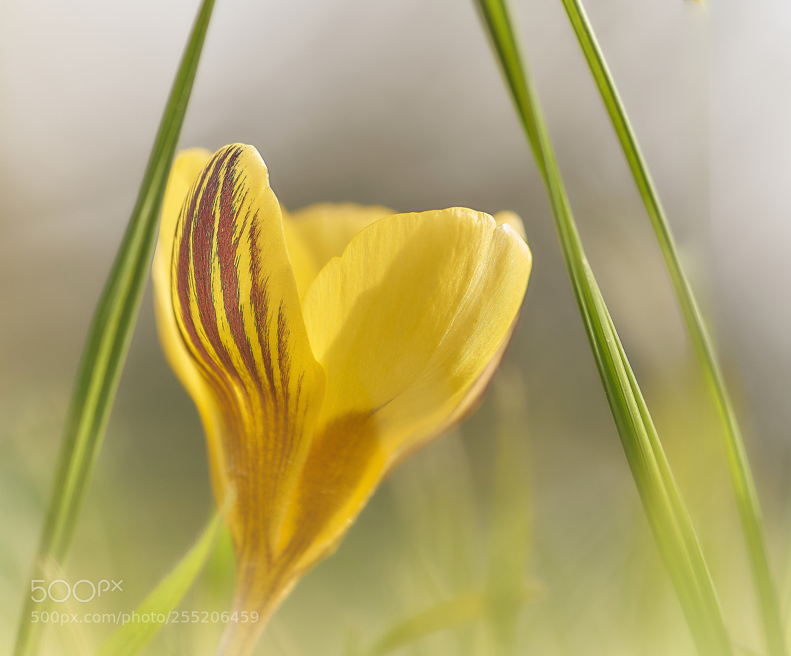 Sony ILCA-77M2 sample photo. Gelber krokus photography