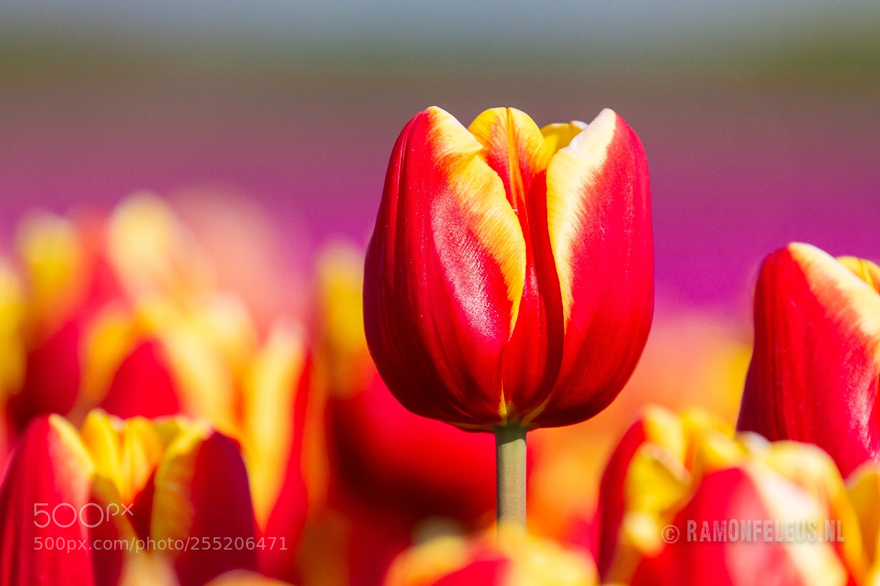 Canon EOS 7D sample photo. Have a colorful day! photography