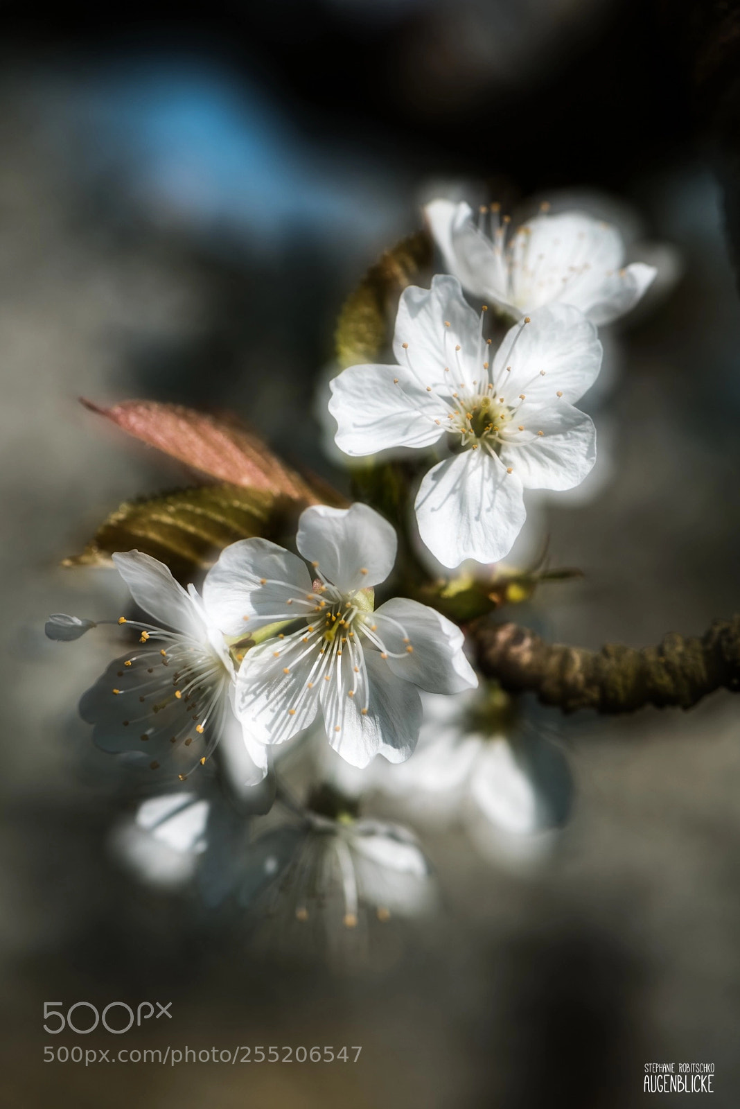 Nikon D750 sample photo. Cherry blossom i photography