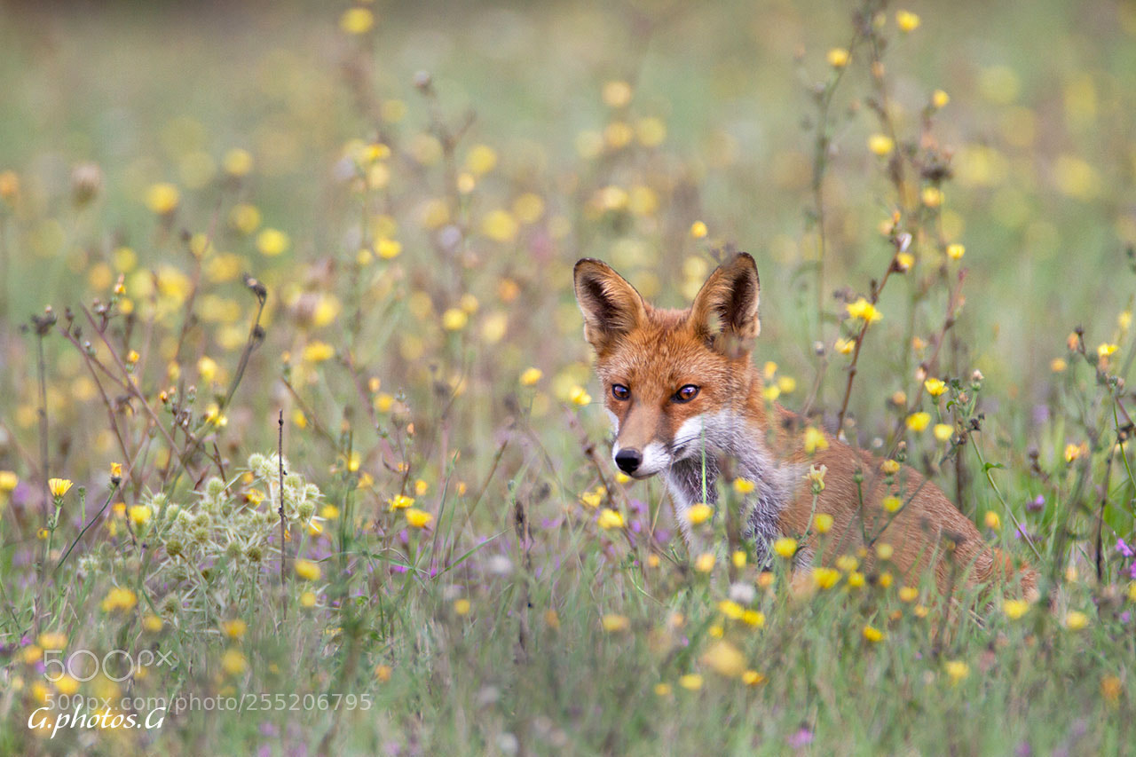 Canon EOS 7D sample photo. Red fox, renard roux. photography