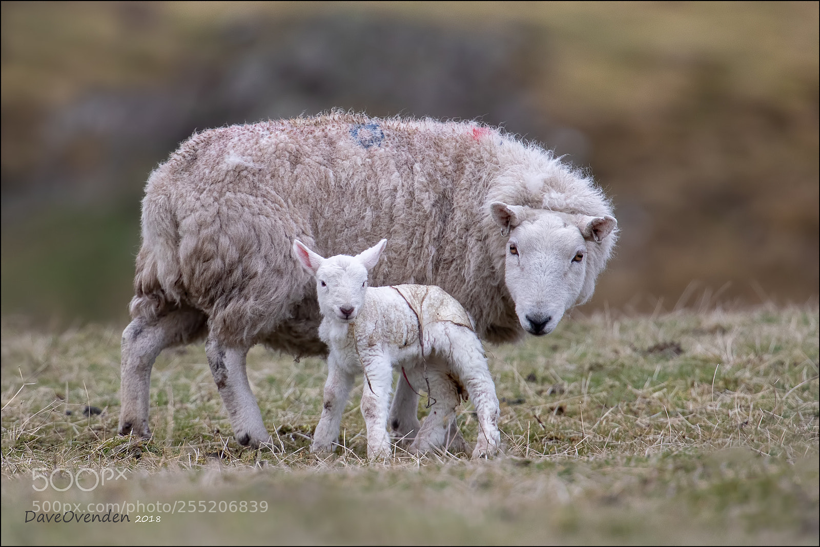 Canon EOS-1D X Mark II sample photo. New born photography