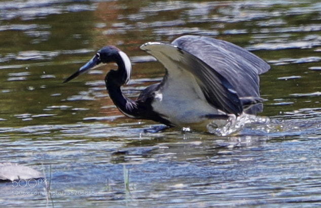 Canon EOS-1D X Mark II sample photo. 04-25-18-0014604.jpg photography