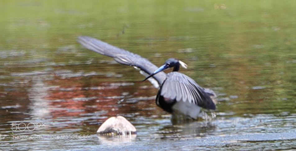 Canon EOS-1D X Mark II sample photo. 04-25-18-0014601.jpg photography