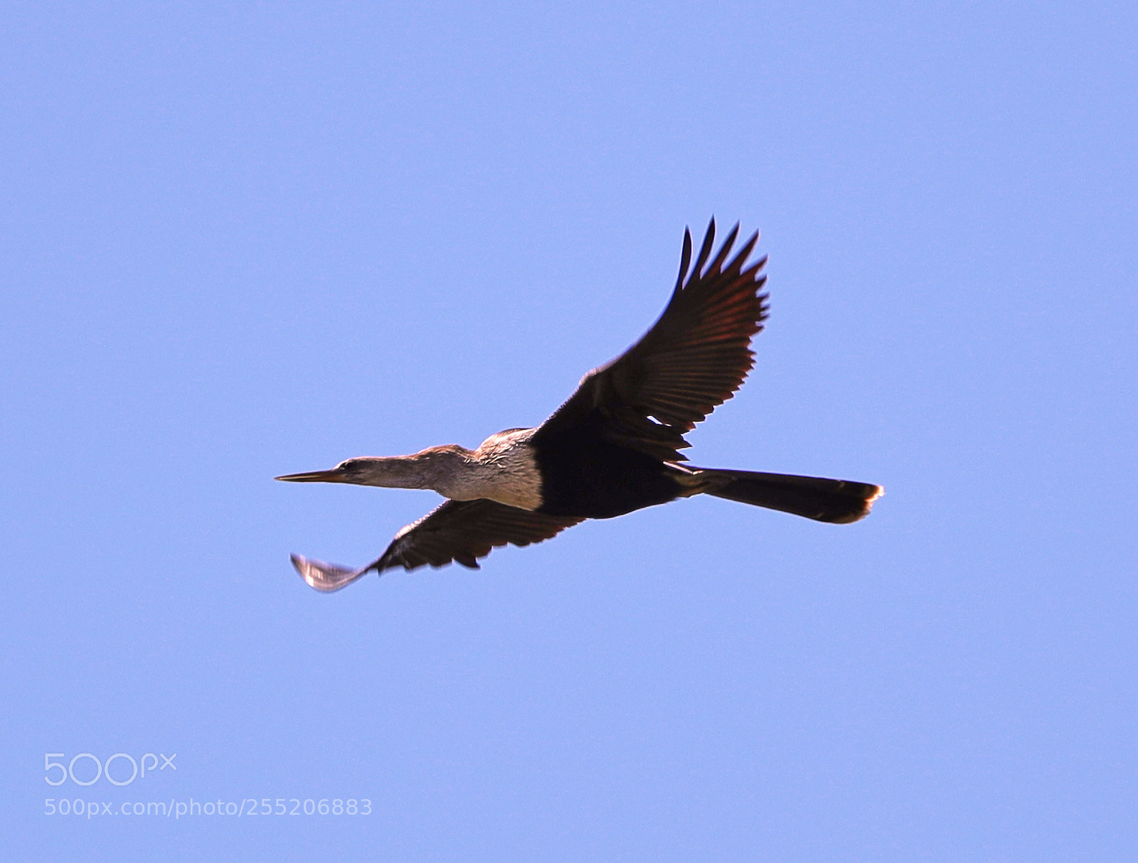 Canon EOS-1D X Mark II sample photo. 04-25-18-0014584.jpg photography