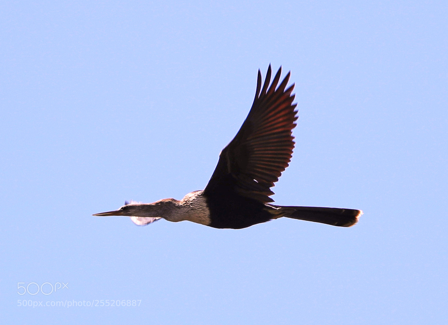 Canon EOS-1D X Mark II sample photo. 04-25-18-0014583.jpg photography
