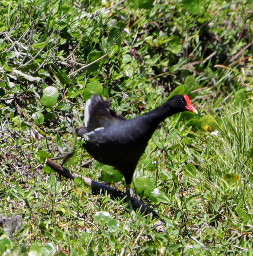 Canon EOS-1D X Mark II sample photo. 04-25-18-0014581 2.jpg photography