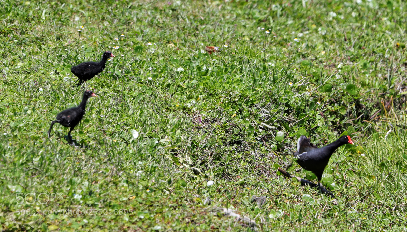 Canon EOS-1D X Mark II sample photo. 04-25-18-0014581.jpg photography