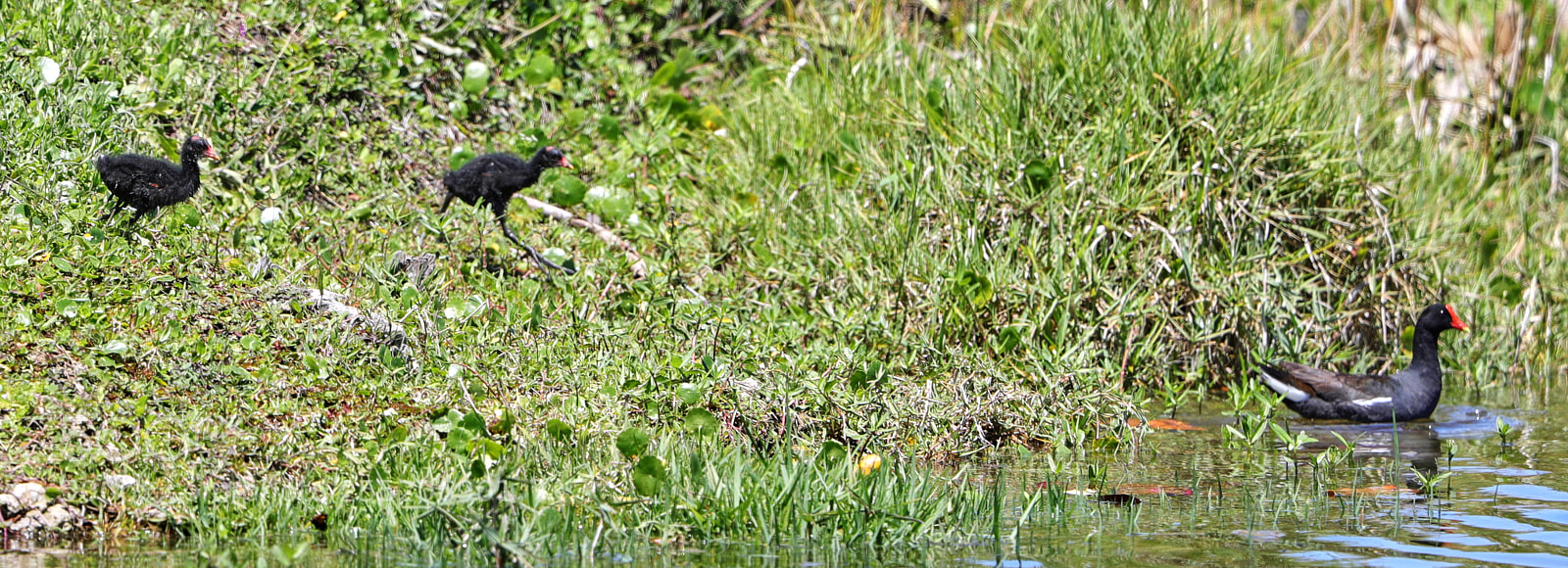Canon EOS-1D X Mark II sample photo. 04-25-18-0014580 2.jpg photography