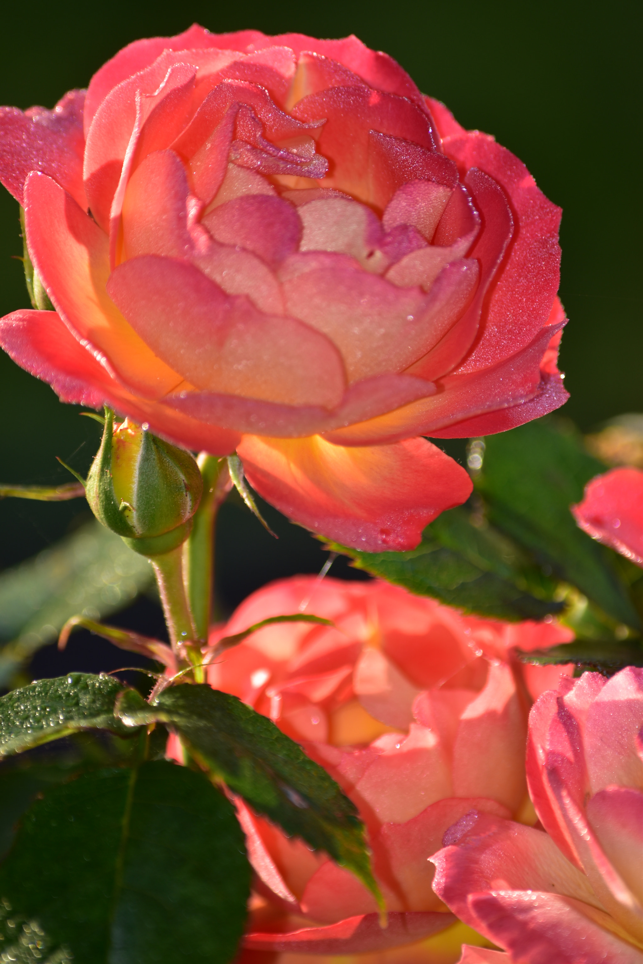 Nikon D5500 sample photo. La rose tout simplement photography