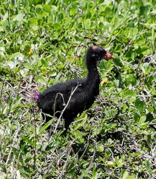 Canon EOS-1D X Mark II sample photo. 04-25-18-0014572.jpg photography