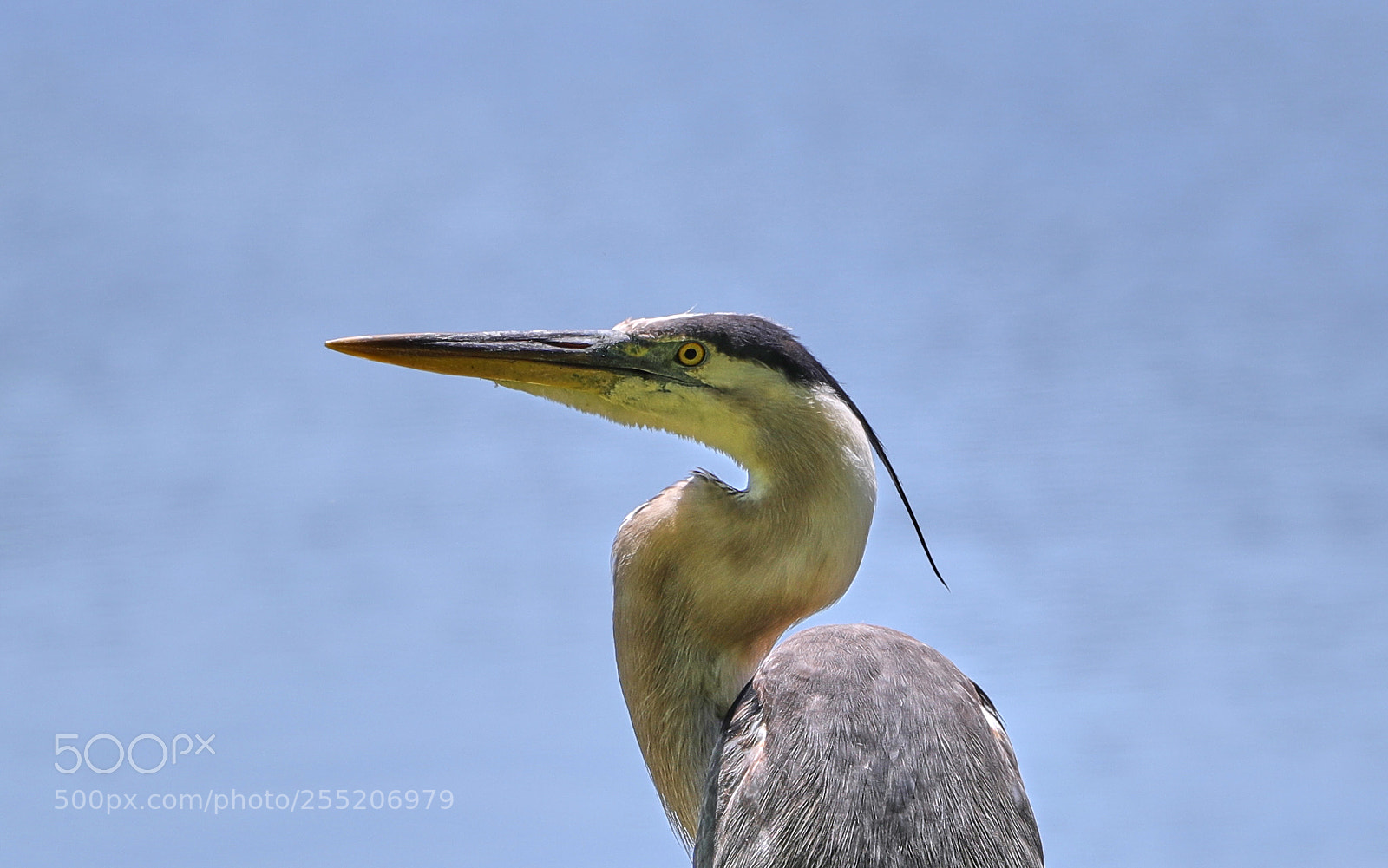 Canon EOS-1D X Mark II sample photo. 04-25-18-0014566.jpg photography