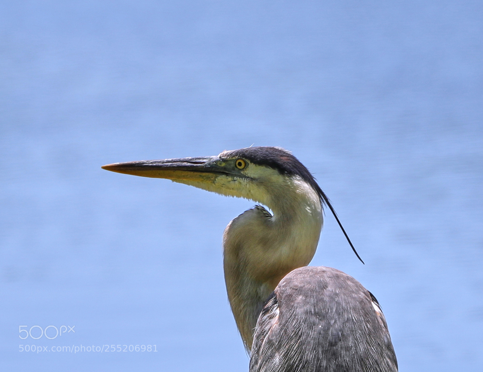 Canon EOS-1D X Mark II sample photo. 04-25-18-0014565.jpg photography