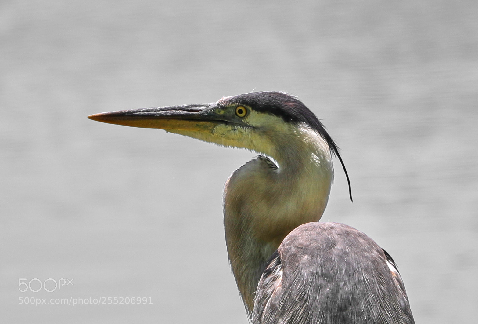 Canon EOS-1D X Mark II sample photo. 04-25-18-0014564.jpg photography