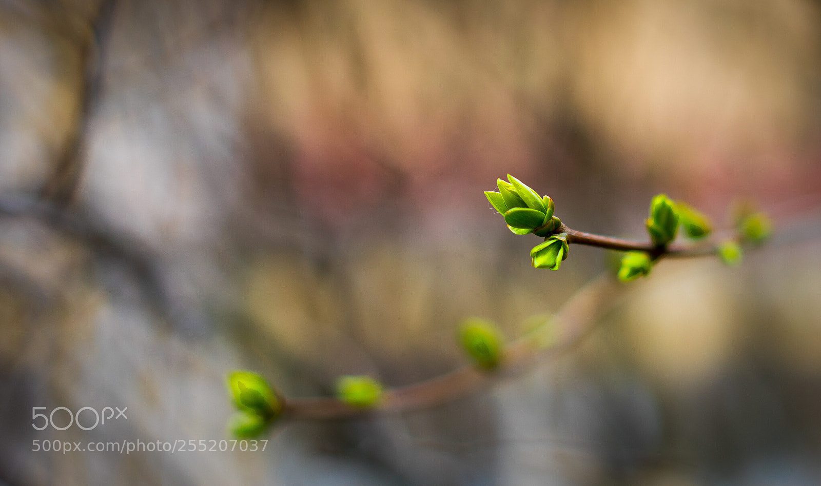 Sony a7 II sample photo. Spring photography