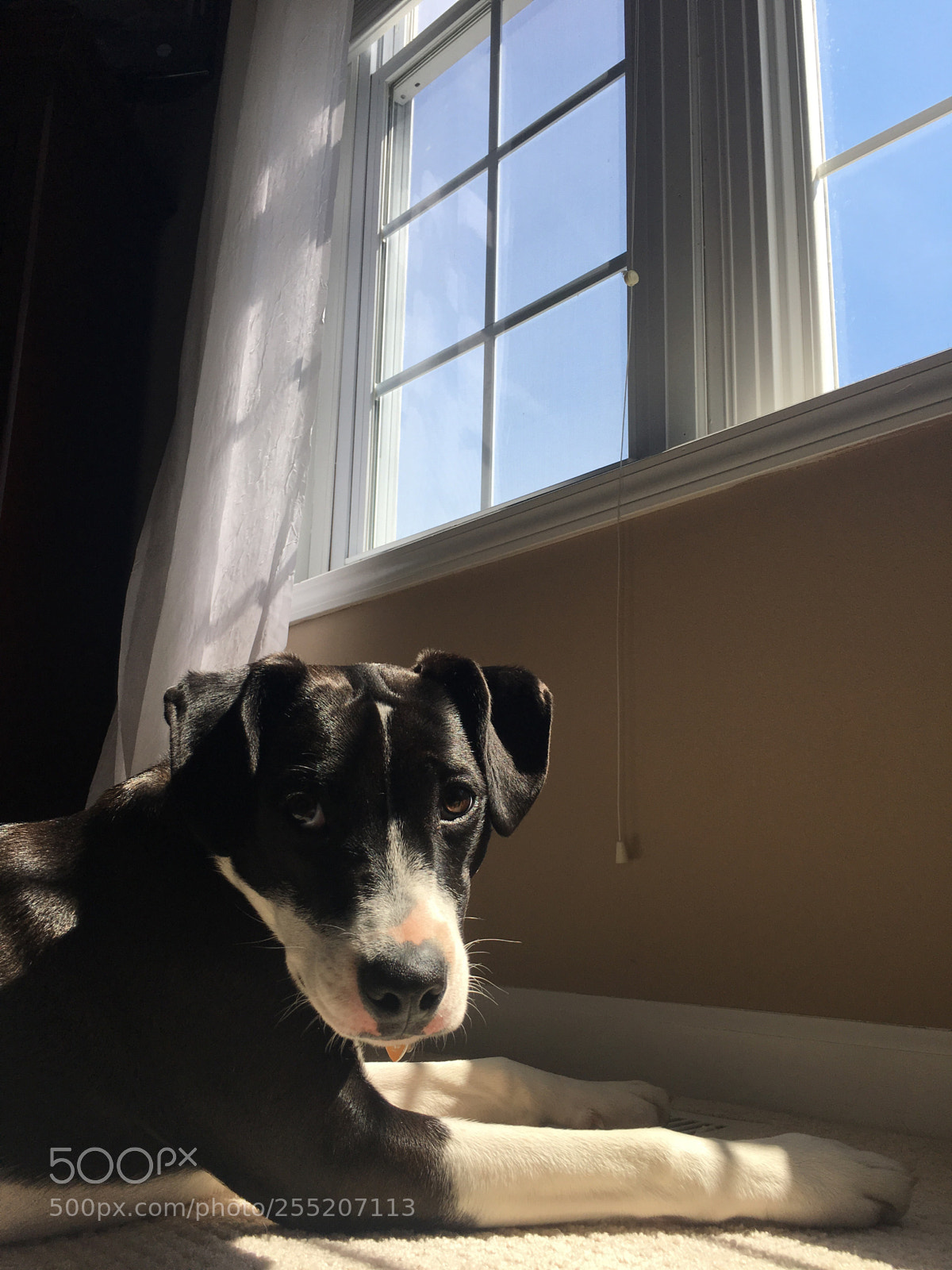Apple iPhone 6s Plus sample photo. Ruff life photography