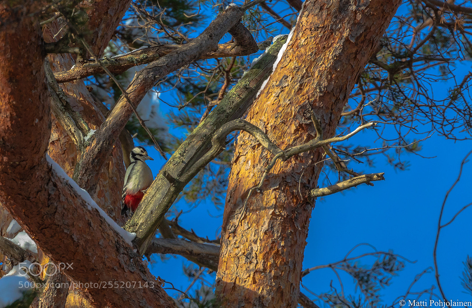 Canon EOS 5D Mark IV sample photo. Woodpecker photography