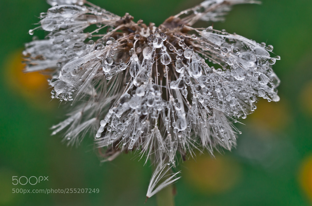 Nikon D7000 sample photo. Dandelion with drops photography