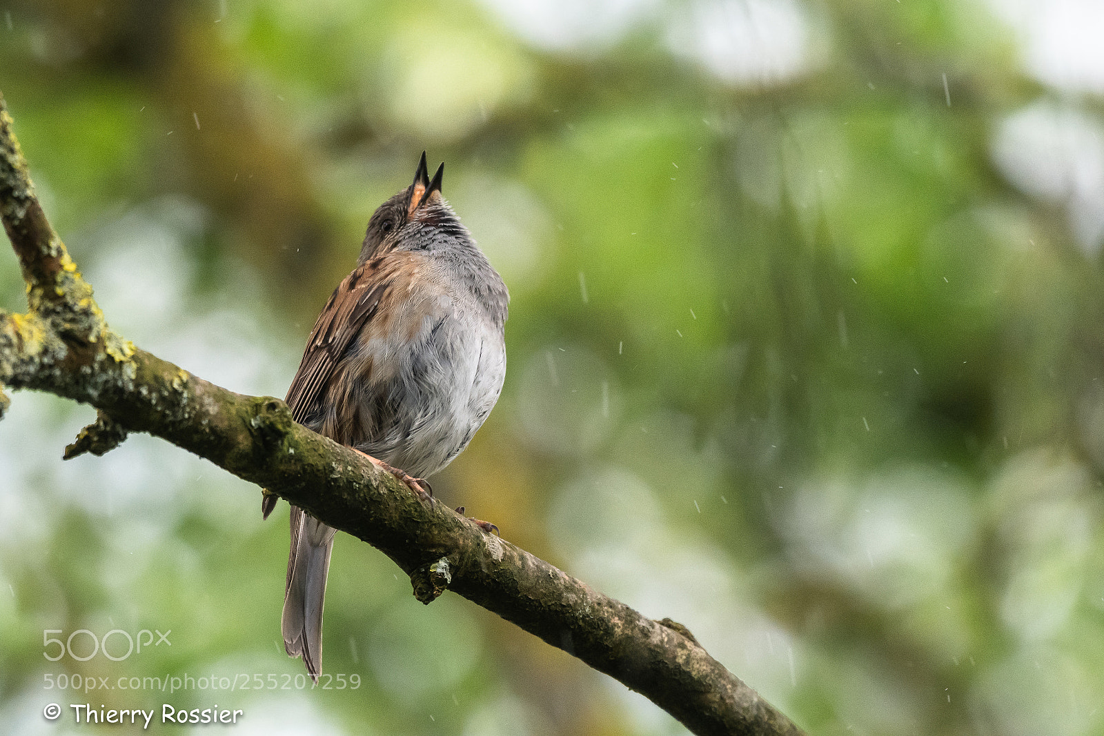 Nikon D500 sample photo. Petite soif ... photography