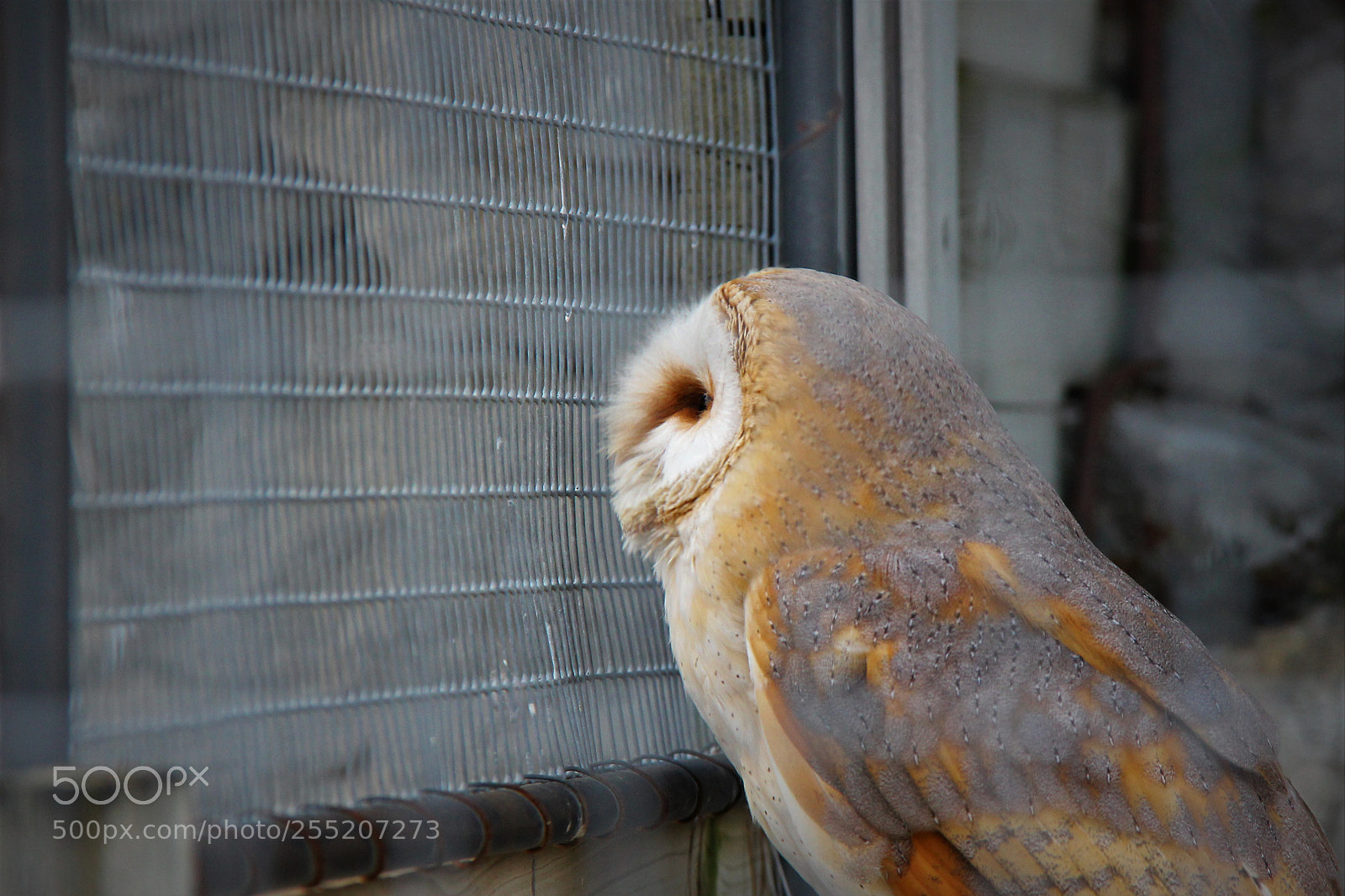 Canon EOS 550D (EOS Rebel T2i / EOS Kiss X4) sample photo. Living in a cage photography