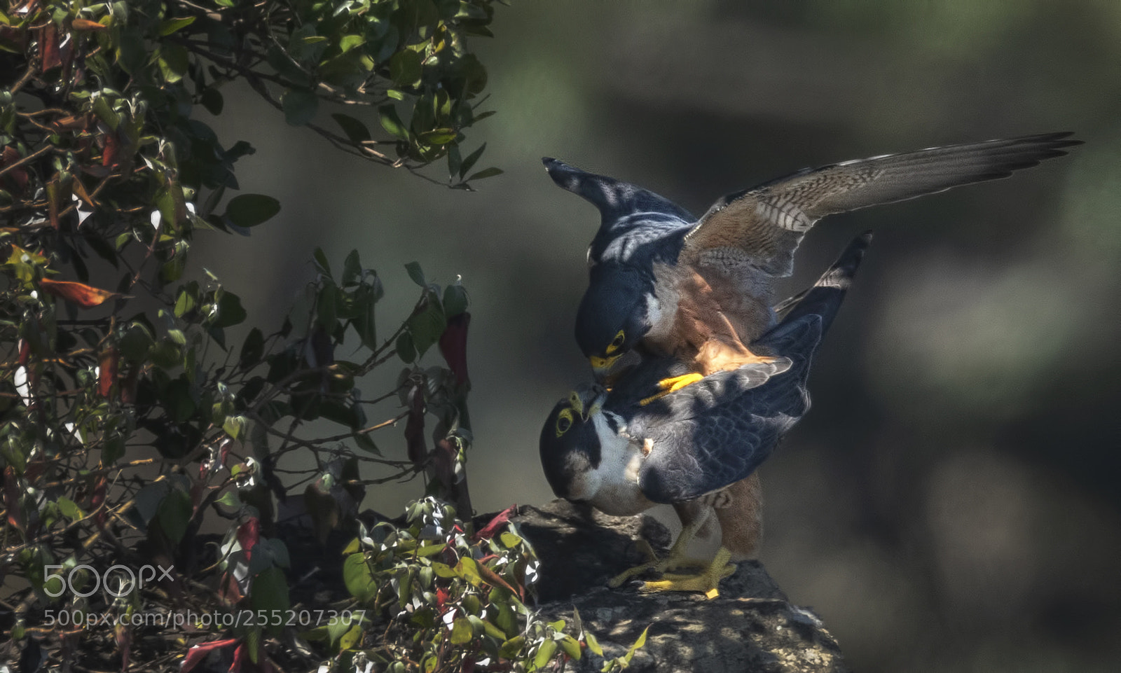 Nikon D850 sample photo. Shaheen falcon photography