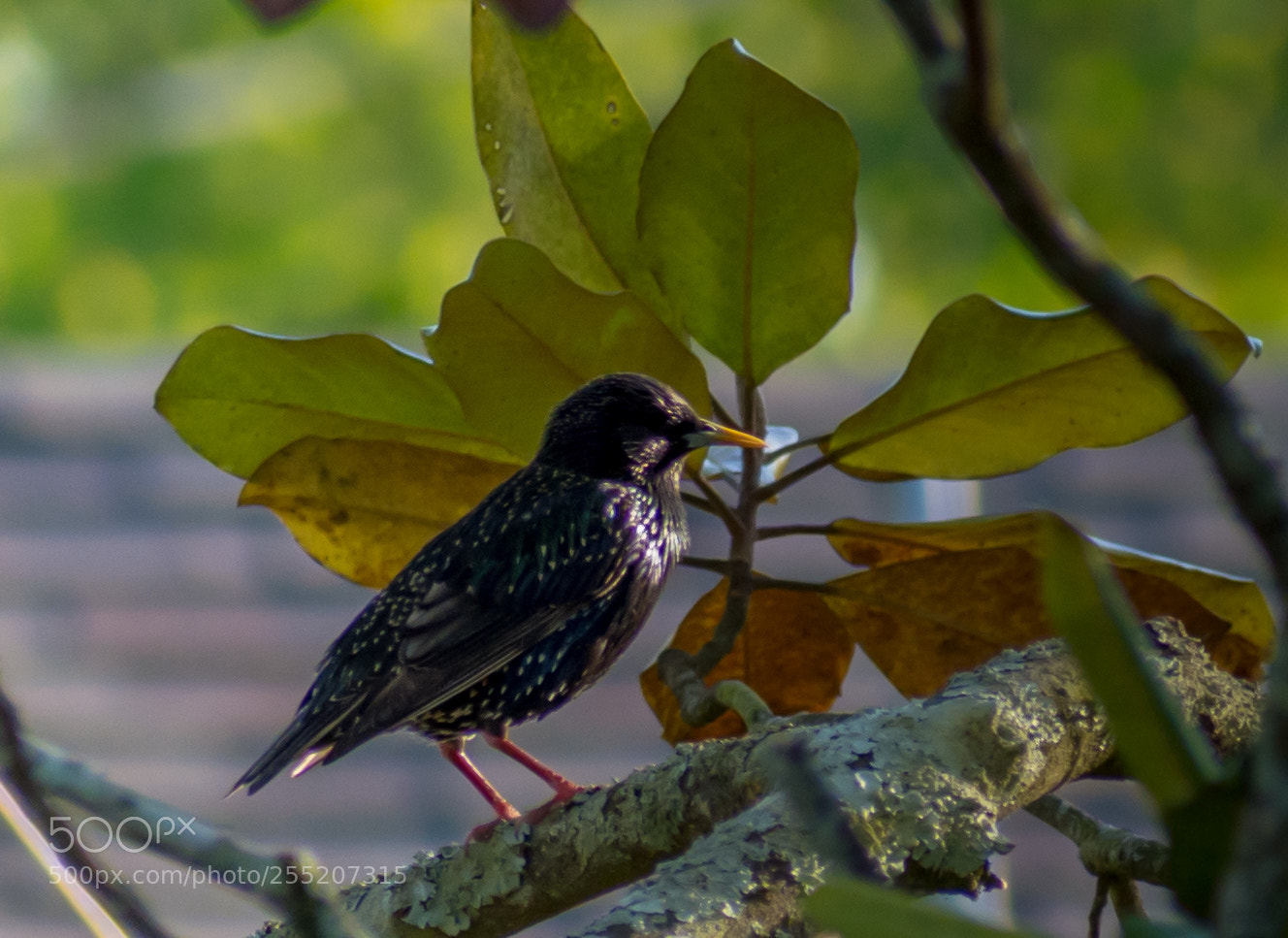 Nikon D7200 sample photo. Starling photography