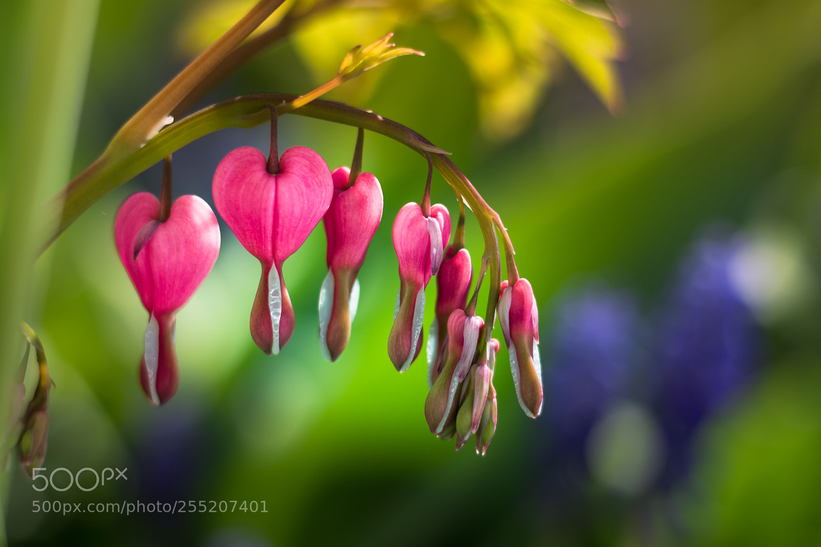 Nikon D7200 sample photo. Asian bleeding heart photography