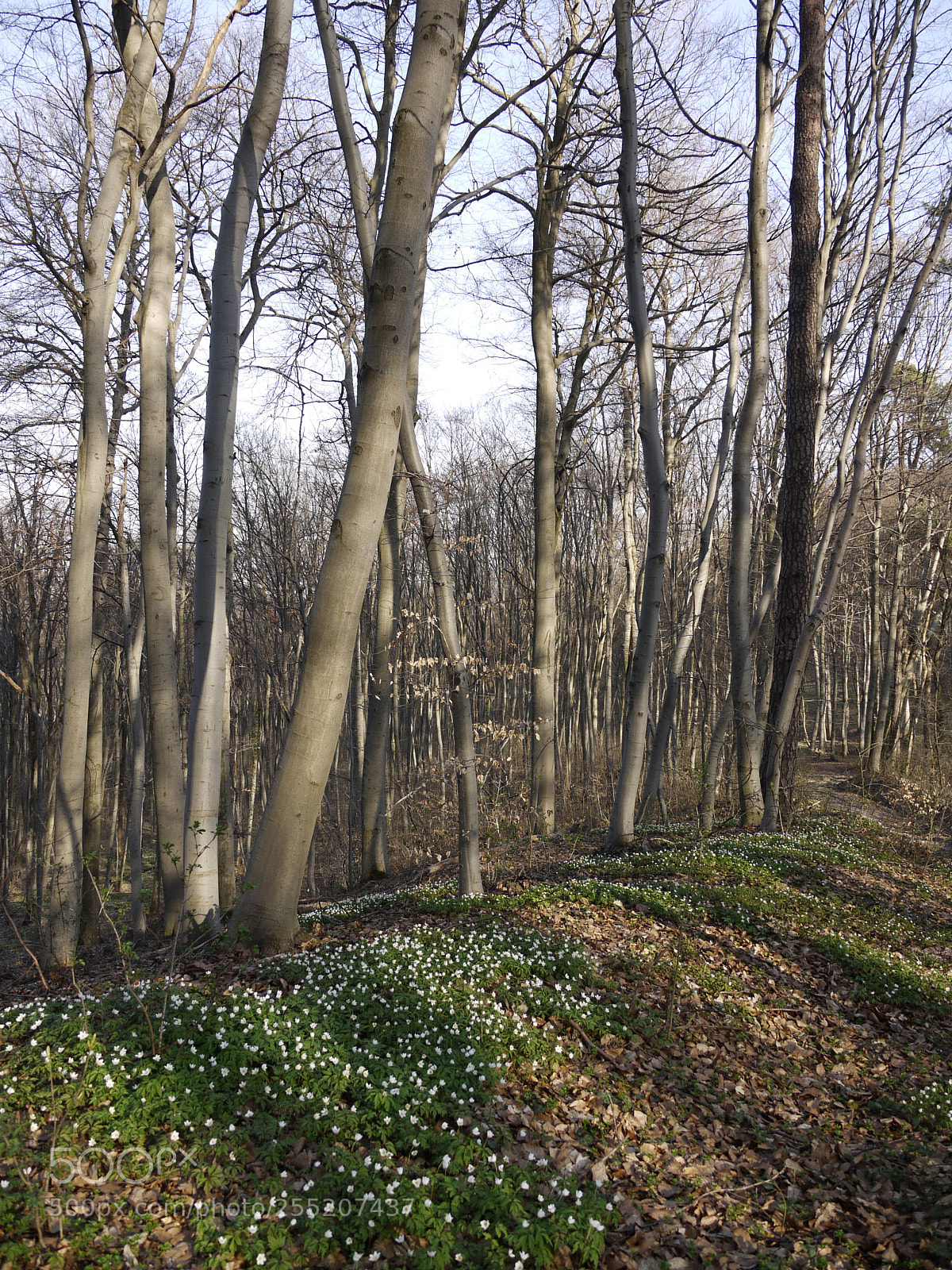 Panasonic Lumix DMC-G1 sample photo. Spring in forest photography