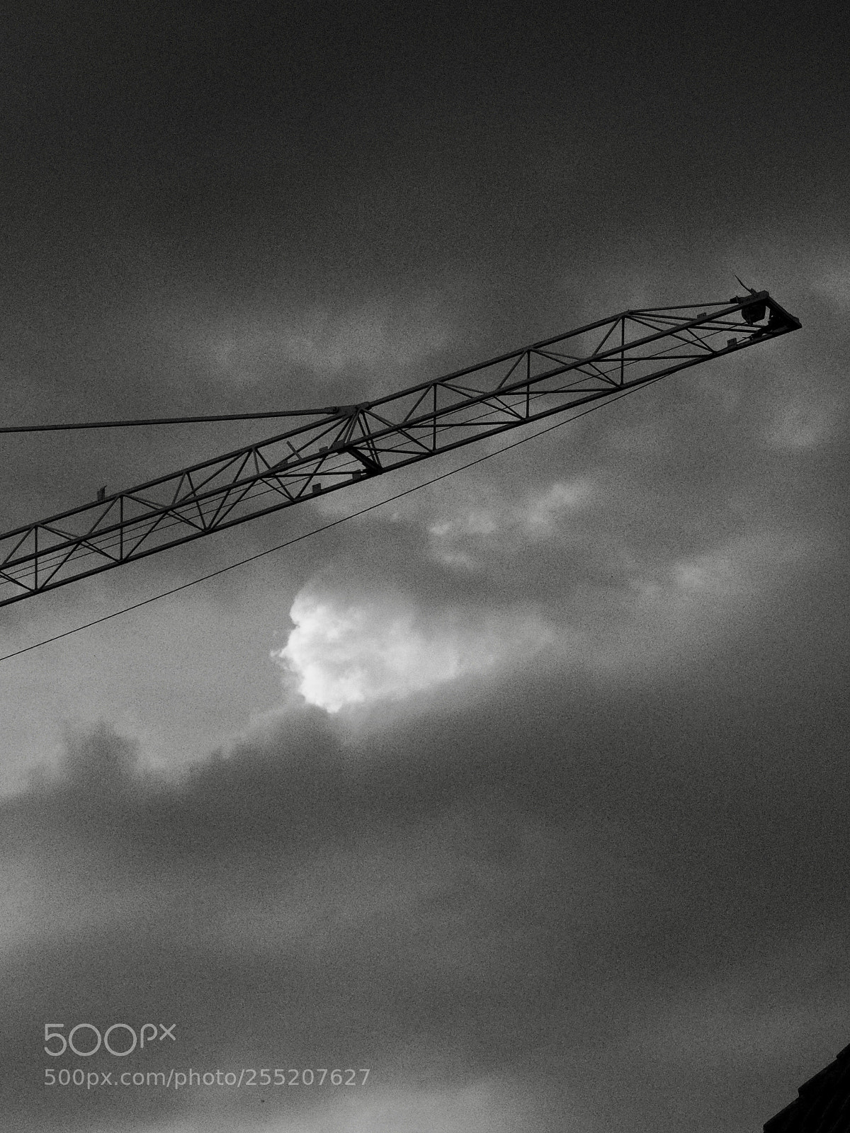 Olympus OM-D E-M10 II sample photo. Crane photography