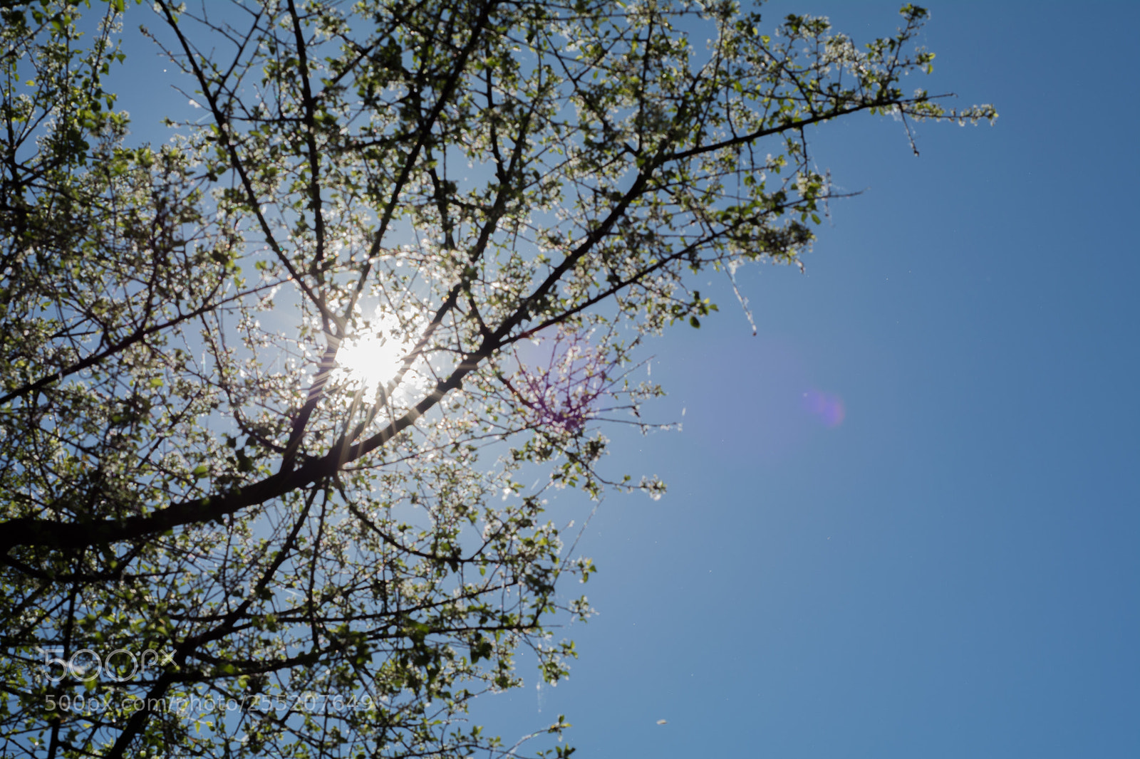Nikon D5200 sample photo. Arbre dromois photography