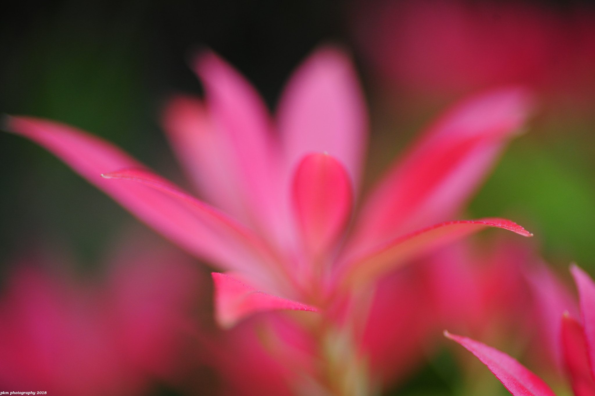 Nikon D700 sample photo. Fresh leaves photography