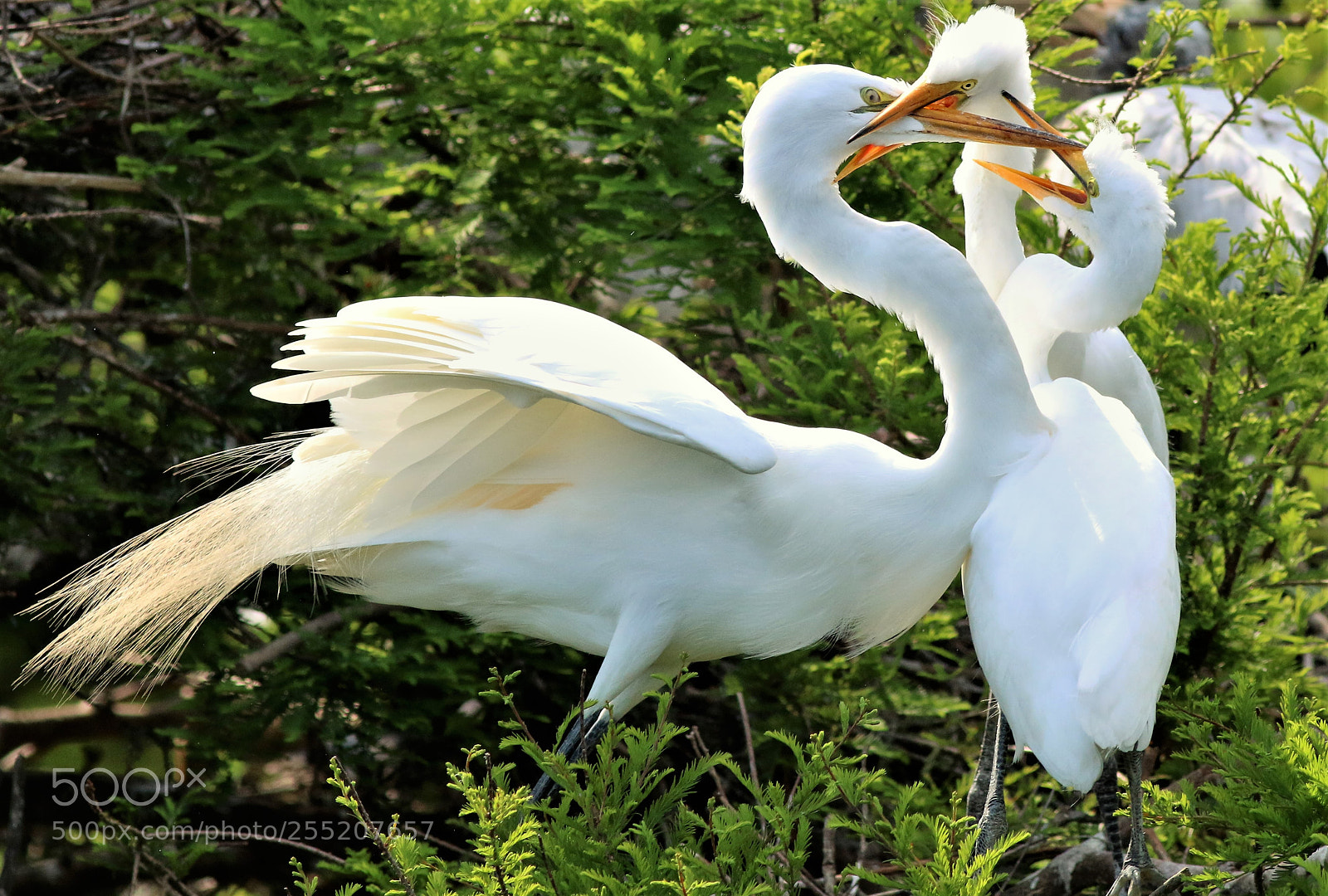 Canon EOS 70D sample photo. Hungry offspring photography