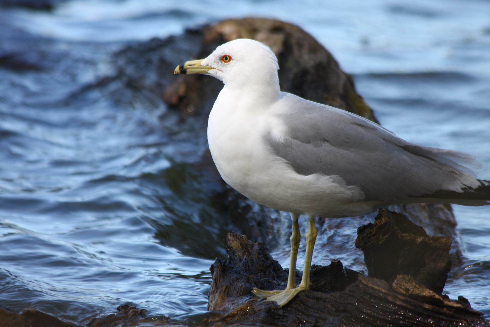 Canon EOS 40D + Canon EF 70-300mm F4-5.6 IS USM sample photo. Seagull rests on the rocks in rippling water photography