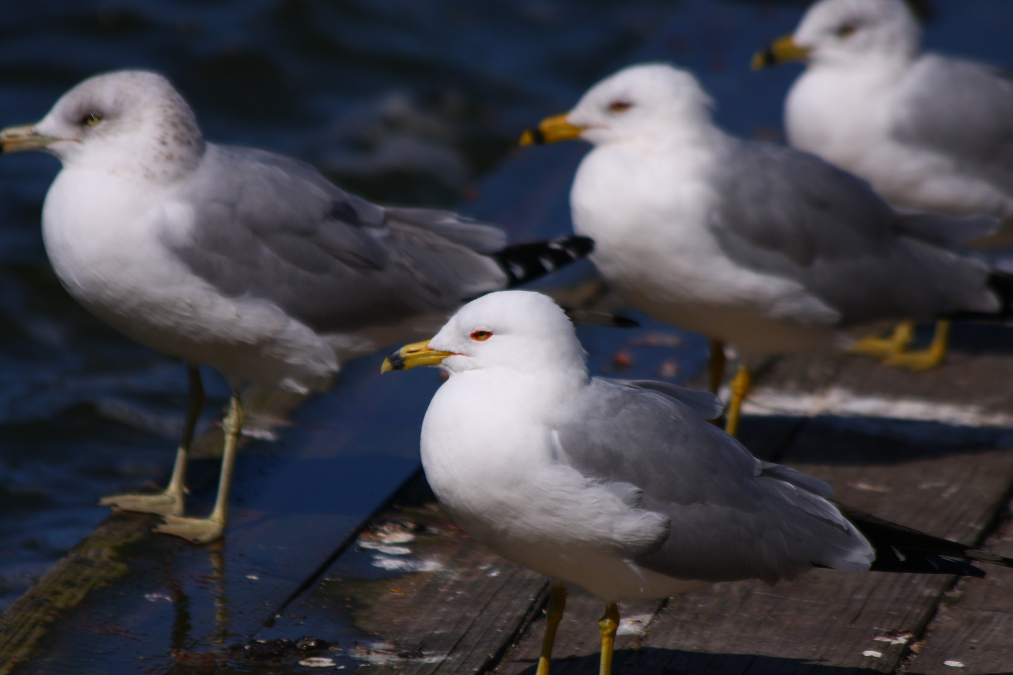 Canon EOS 40D + Canon EF 70-300mm F4-5.6 IS USM sample photo. Seagulls stand at attention on a wooden dock photography