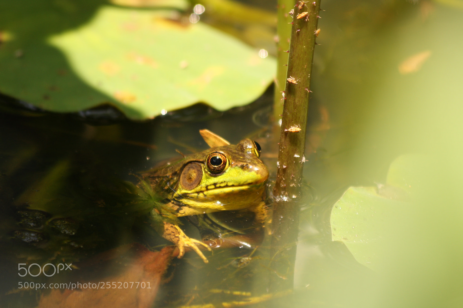 Canon EOS 40D sample photo. A frog cools down photography