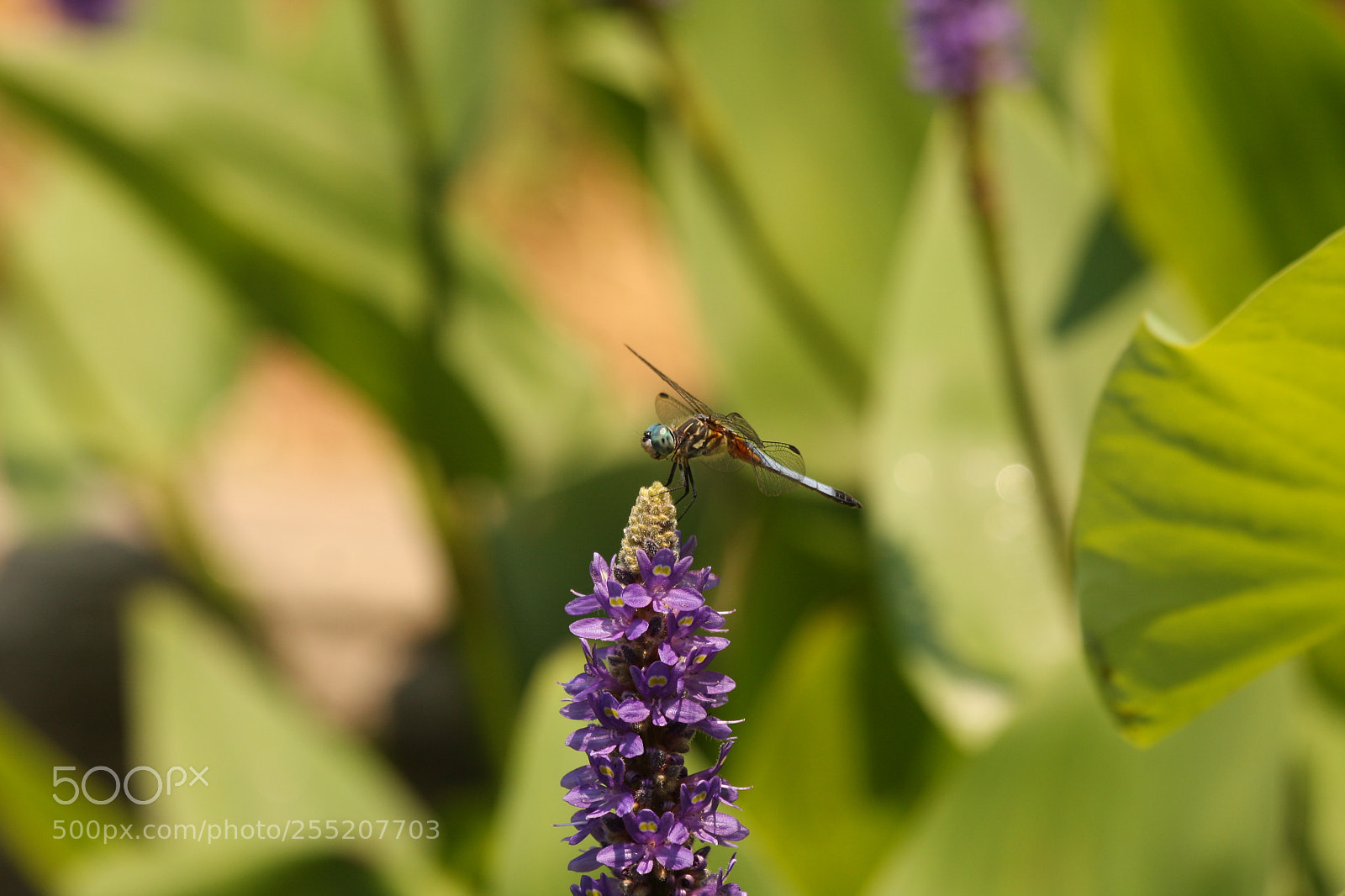 Canon EOS 40D sample photo. A dragonfly rests on photography