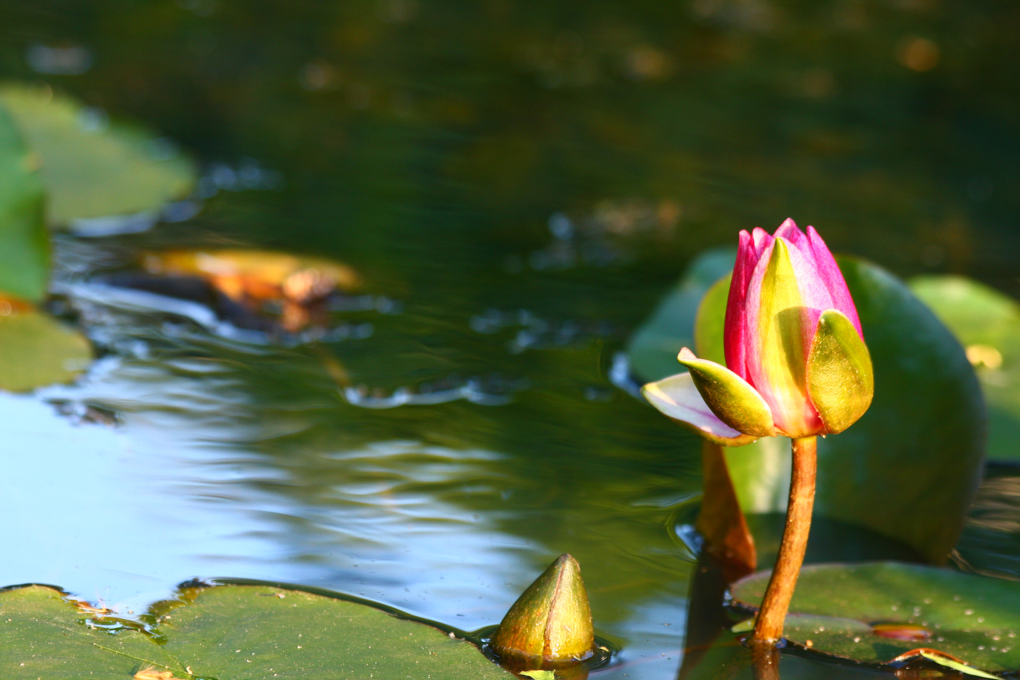 Canon EOS 40D + Canon EF 70-300mm F4-5.6 IS USM sample photo. A water lily opens on a sunny day photography