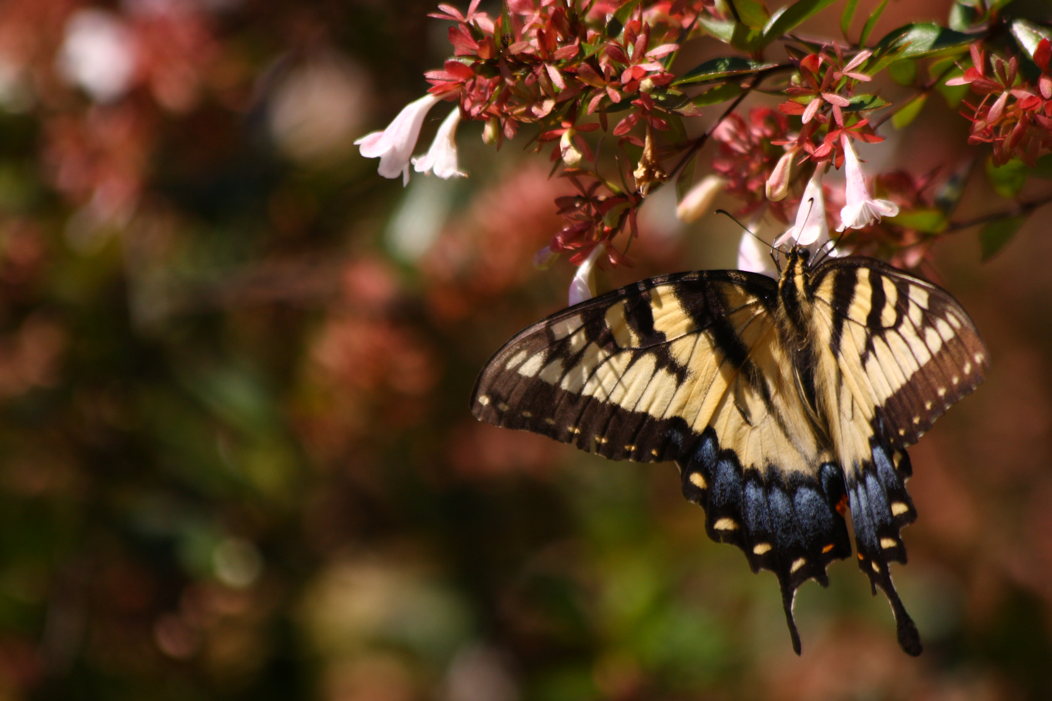 Canon EOS 40D sample photo. A swallowtail butterfly drinks nectar in the shade photography
