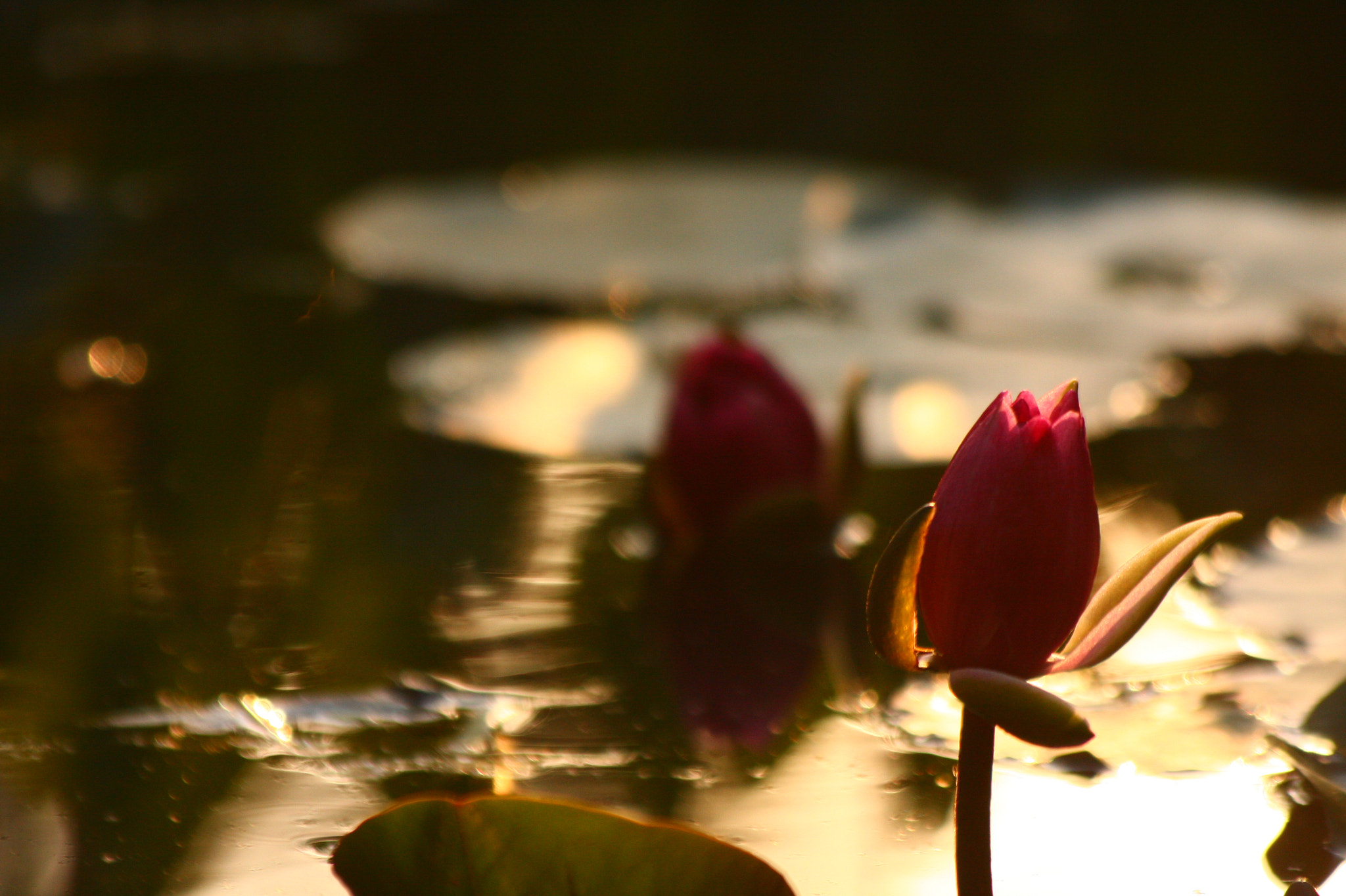 Canon EOS 40D sample photo. A water lily about to bloom photography