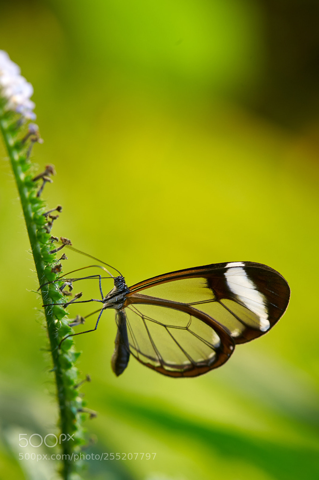 Canon EOS-1D X sample photo. Glasswing butterfly photography