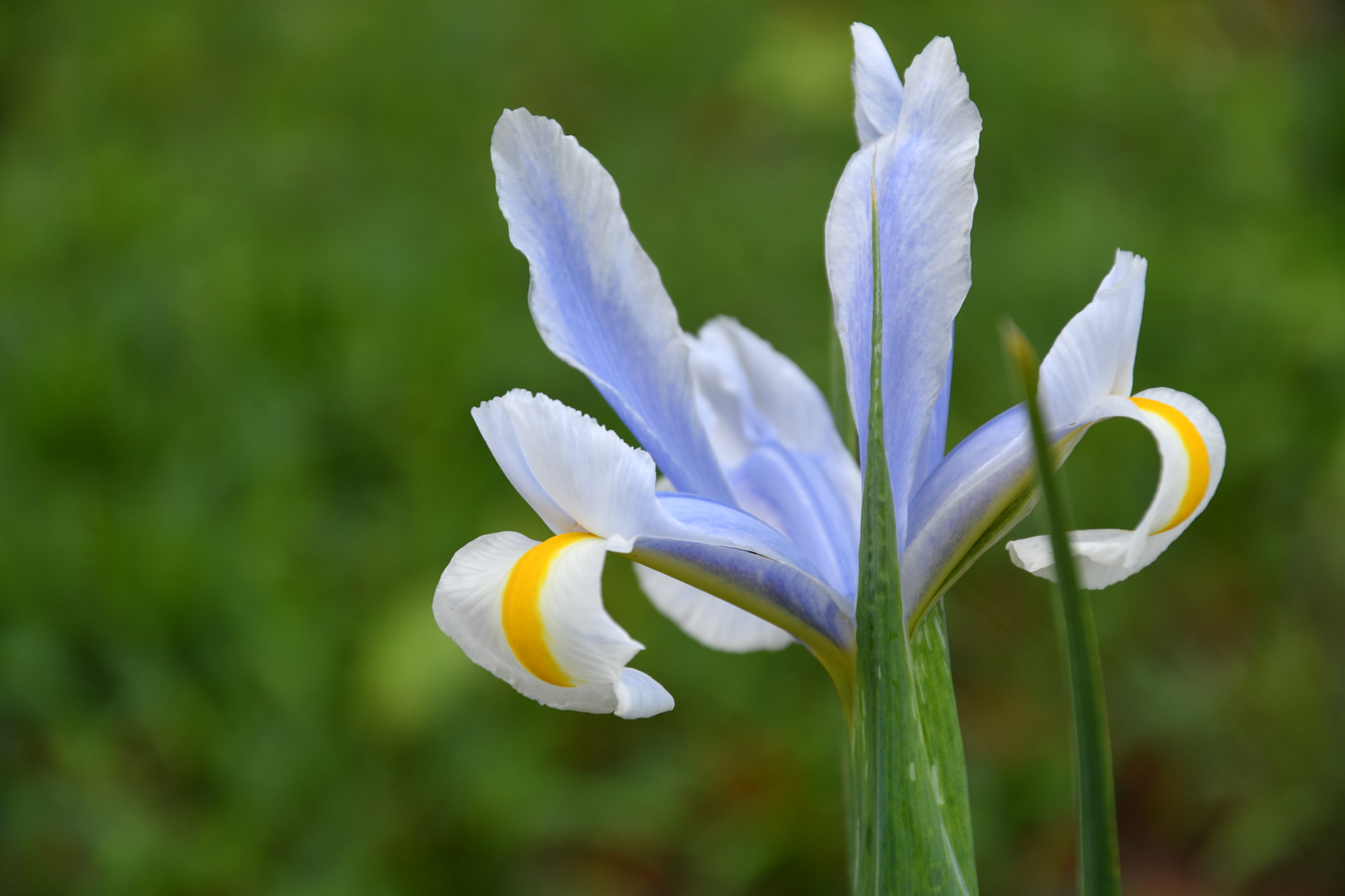 Nikon D7500 sample photo