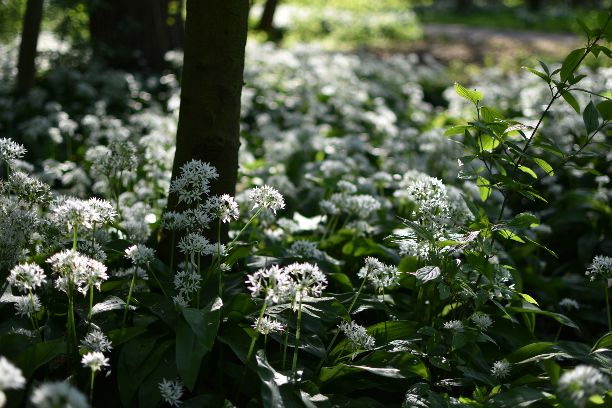 Nikon AF-S DX Nikkor 35mm F1.8G sample photo. Wildflowers bloom in spring photography