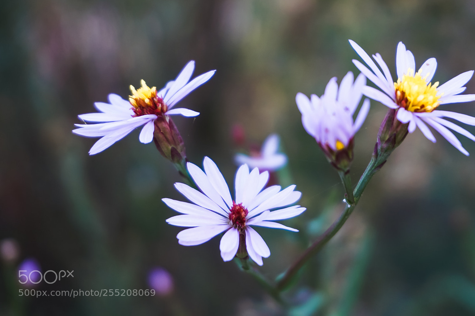 Sony a6000 sample photo. Small land of wonders photography