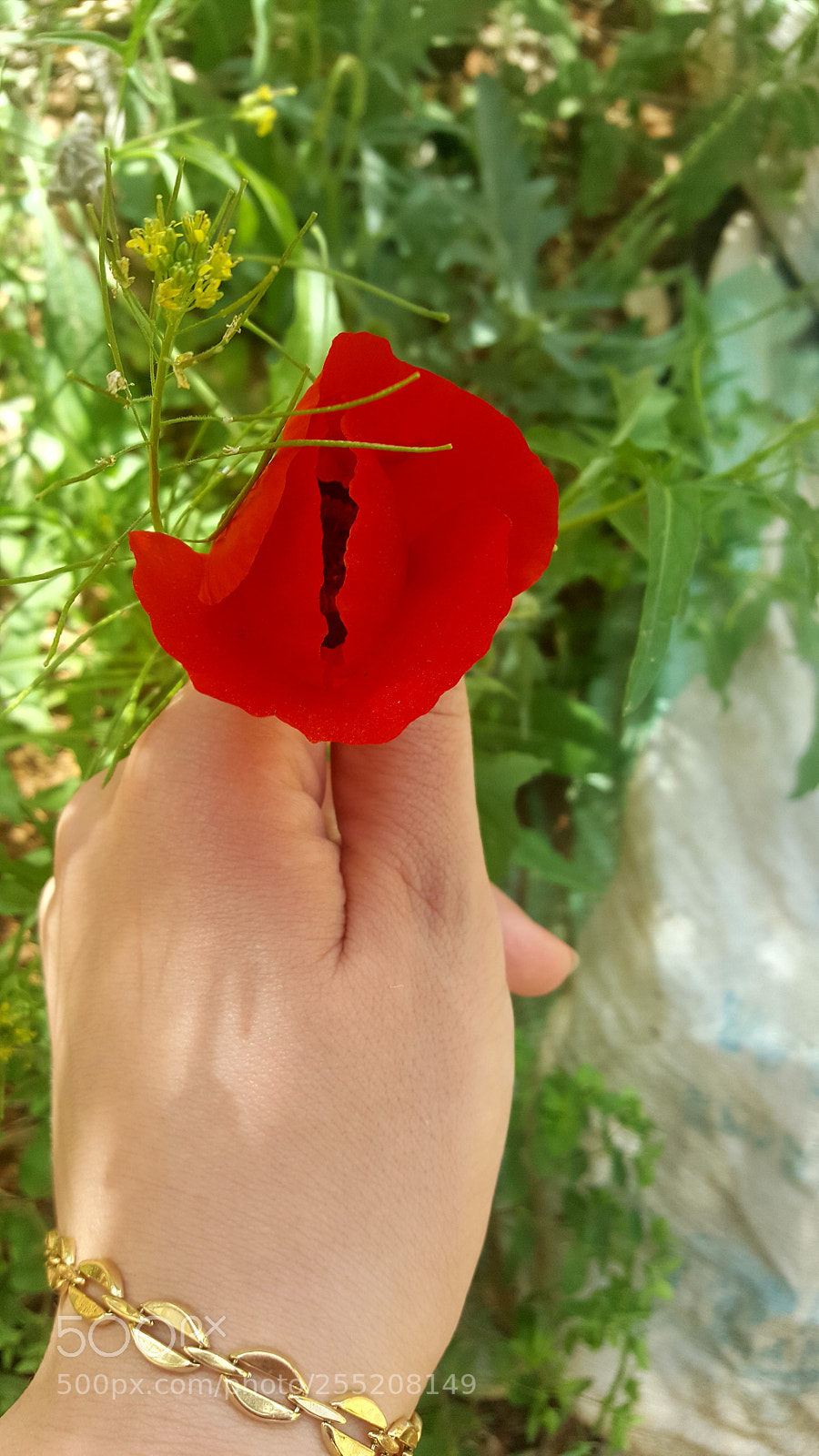 Samsung Galaxy S6 sample photo. Anemone photography