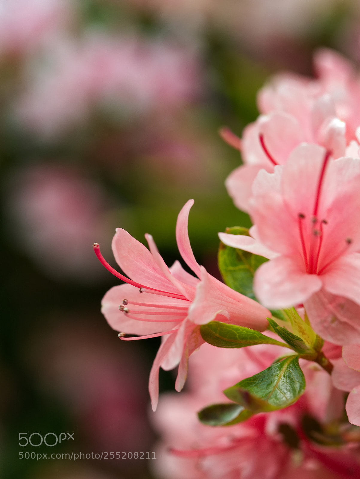 Panasonic DMC-G70 sample photo. Flower photography