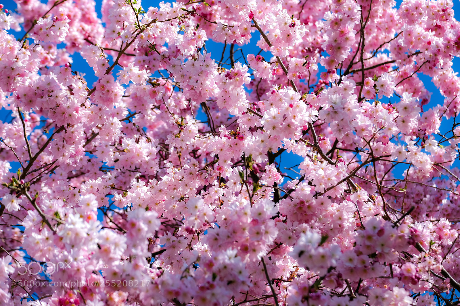 Fujifilm X-E3 sample photo. Colors of spring photography