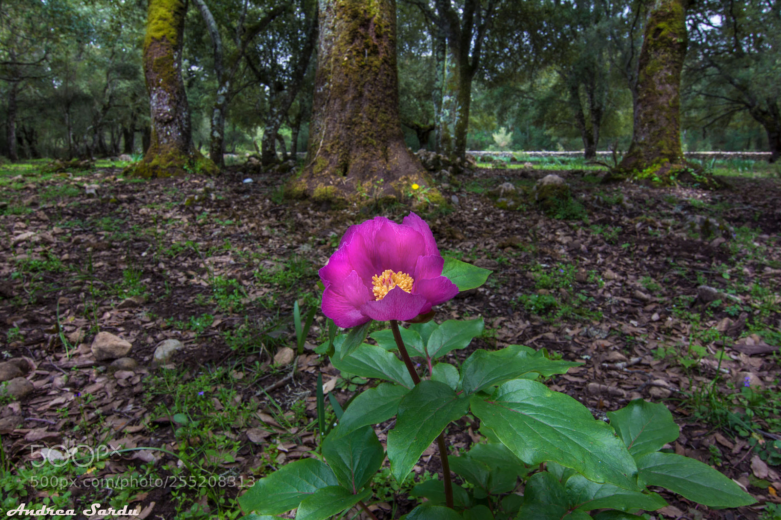 Nikon D7100 sample photo. Peonia corsica photography