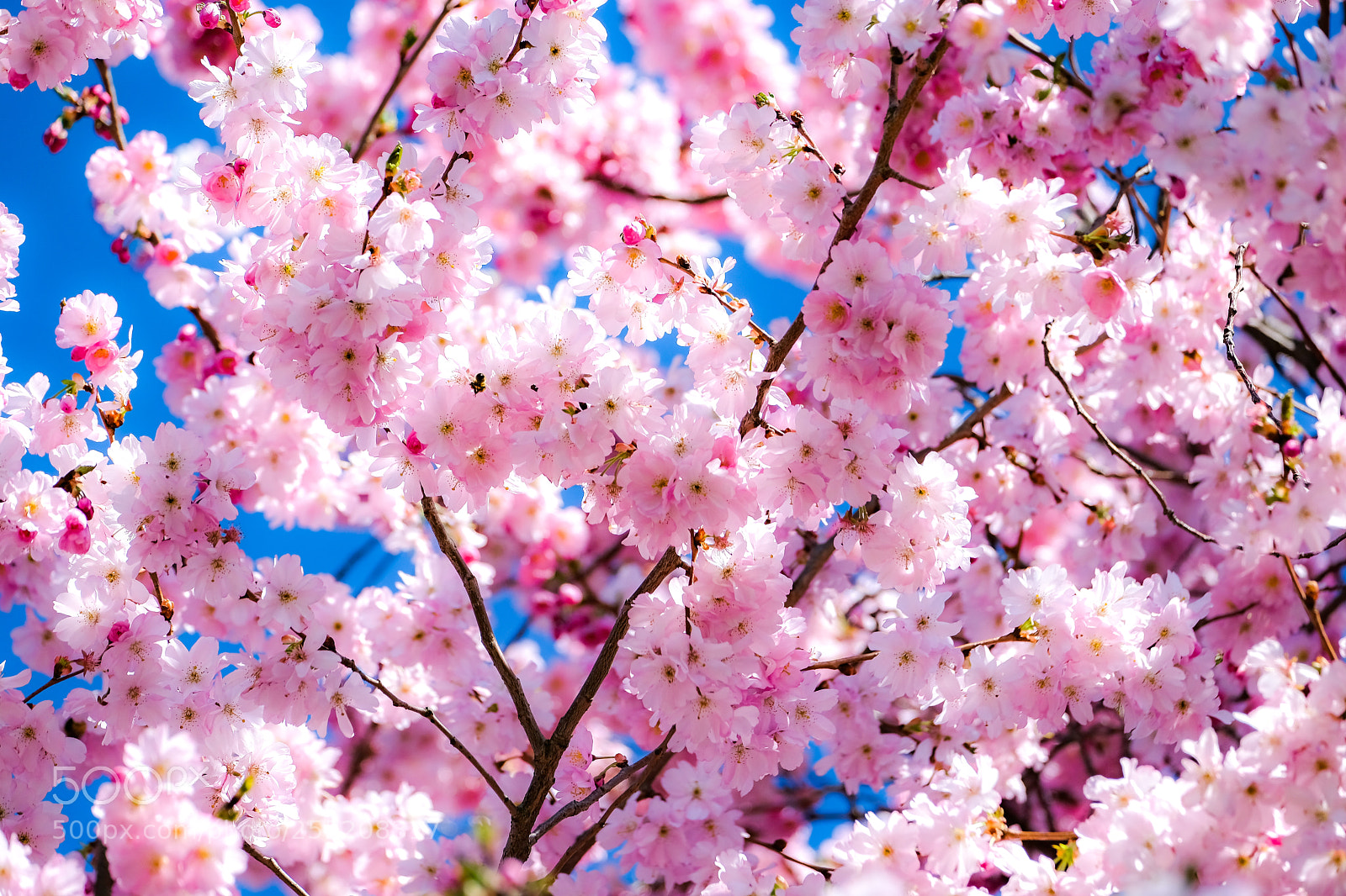 Fujifilm X-E3 sample photo. Colors of spring photography