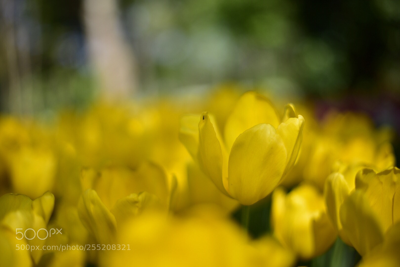 Nikon D750 sample photo. Yellow tulip  photography