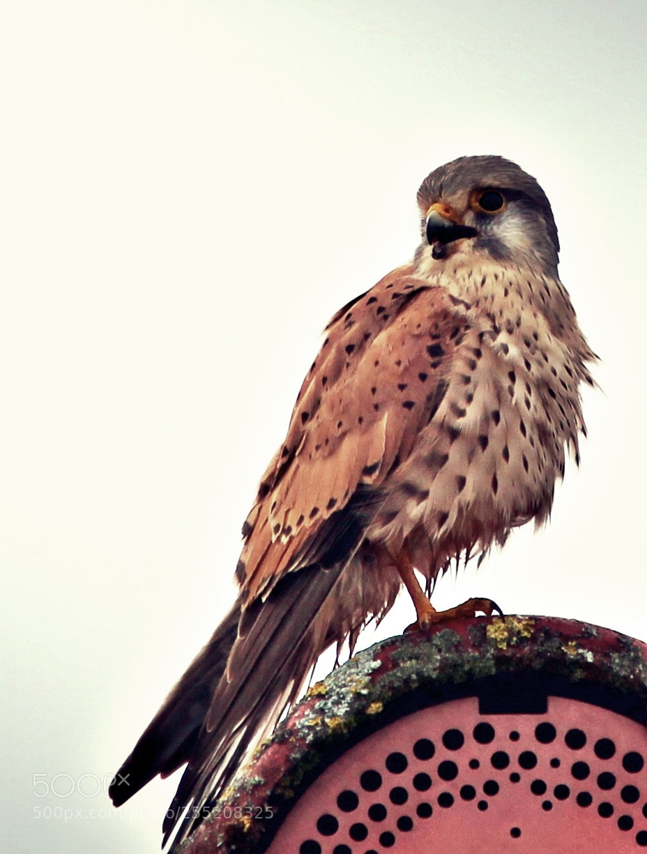 Canon EF-S 55-250mm F4-5.6 IS II sample photo. Kestrel photography